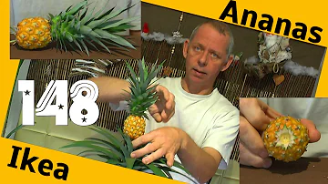 Wann Zierananas abschneiden?