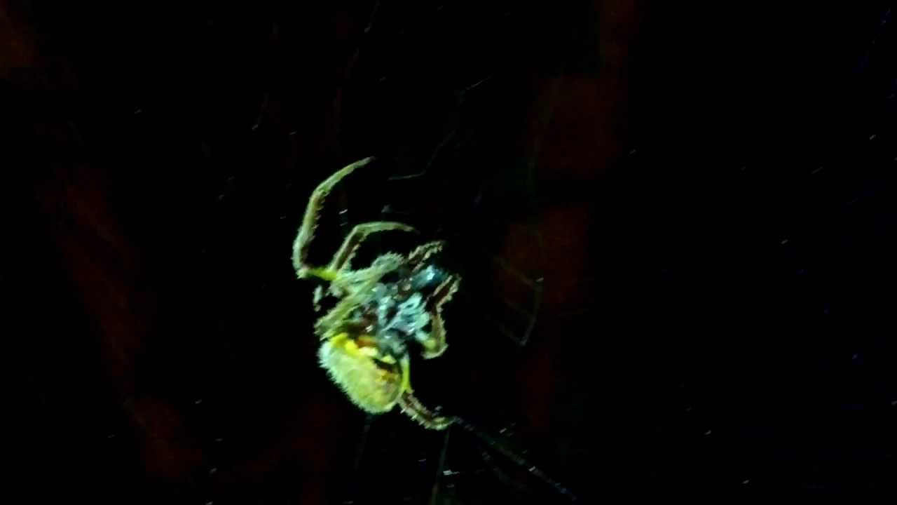UNKNOWN GLOW IN THE DARK SPIDER CAUGHT ON FILM!! YouTube