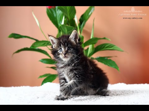 Maine Coon Kitten - Katrin Fire Stone - Female (color n 22)