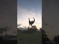 #saltos #backflip #dog #malinois #training #team #motivation #mentalstrength #sonofzeus #zeus #short