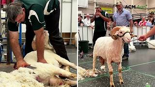 Blade shearing mastery at Sydney Royal Easter Show