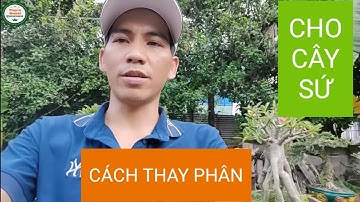 Chia sẻ: nhận biết vài cách thay phân cho cây sứ an toàn và phát triển.