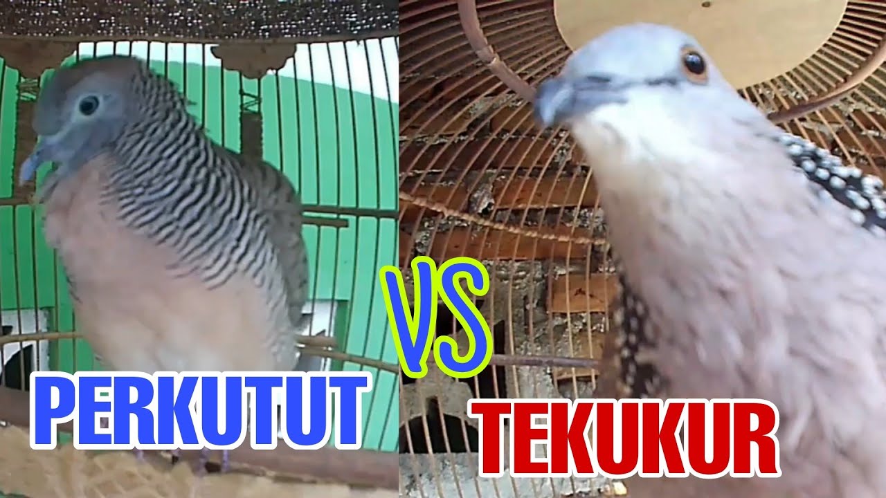 Perkutut Lokal Gacor Suara Panjang Vs Tekukur Gayer Suara Masteran