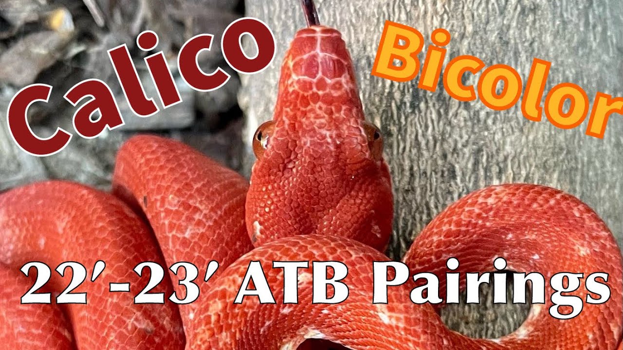 22’23’ Amazon Tree Boa Pairings YouTube