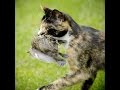 Wild Cat vs Pet Cat Catches Bird