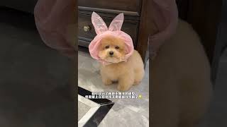 看来小狗对审美真的有自己的标准…#萌宠#治愈系#我的小狗全世界最可爱#小狗能治愈一切#可爱鼠了