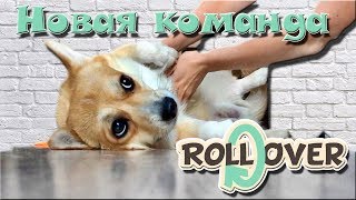 Дрессировка! Команда КУВЫРОК Дрессировка! Команда КУВЫРОК