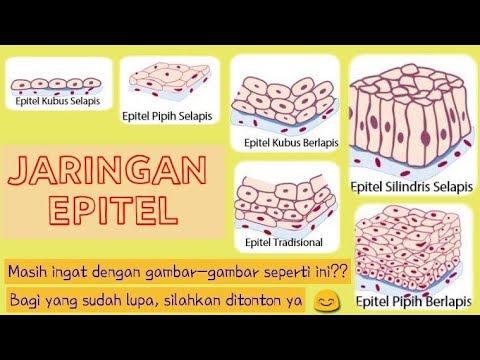 Video: Apakah epitel kolumnar sederhana memiliki sel goblet?