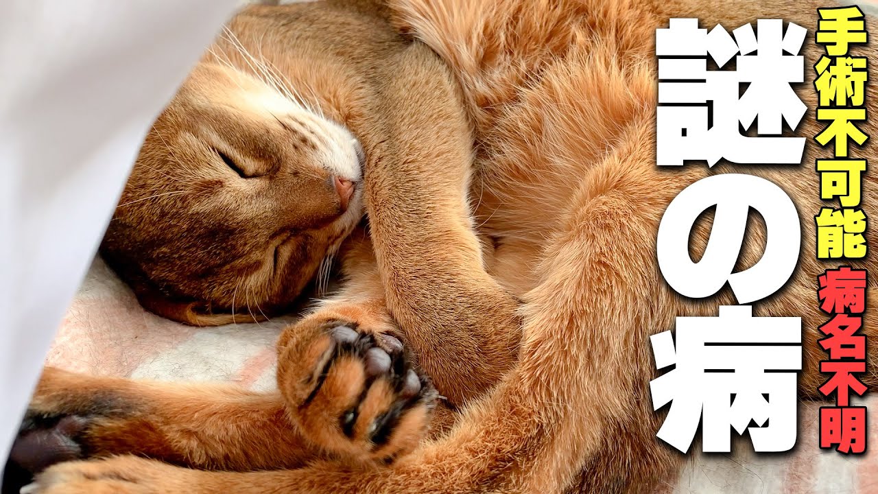 猫の腎臓に手術不可能な腫瘍が見つかったんですが奇跡が起きました【ガチ奇跡】