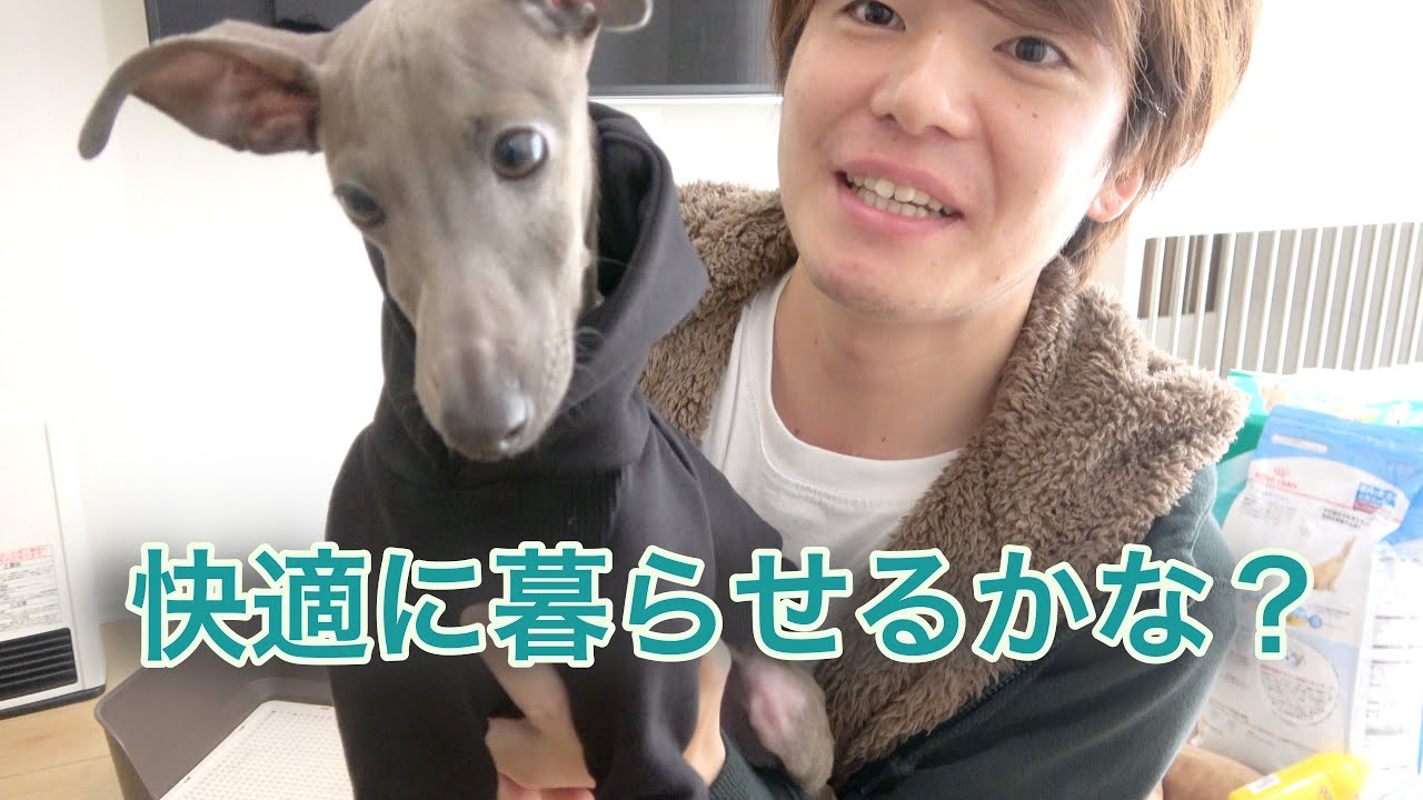 Introducing the items I bought for my Italian Greyhound - YouTube