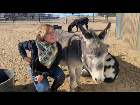 Video: Zijn ezels goede huisdieren?