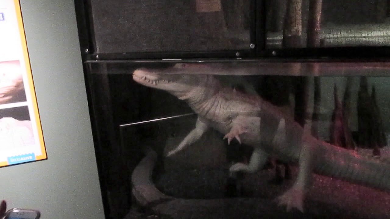 Alabaster, the SC Aquarium's Albino Alligator YouTube