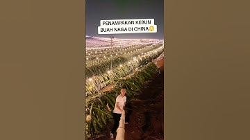 Penampakan Kebun Buah Naga di China #agriculture #china #pertanian #tools