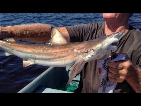 Black tip Shark Fishing in Tampa Bay - YouTube