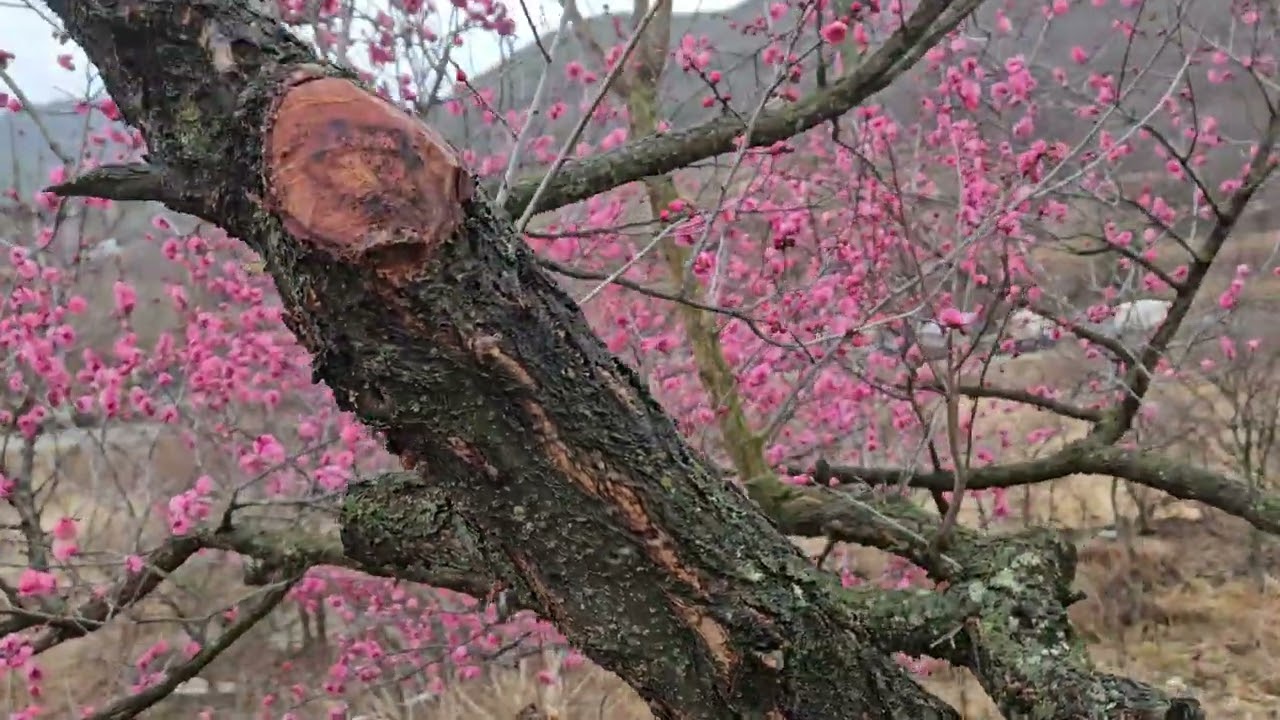 *개울가 언덕에 곱게핀,홍매화 꽃* 소개합니다.