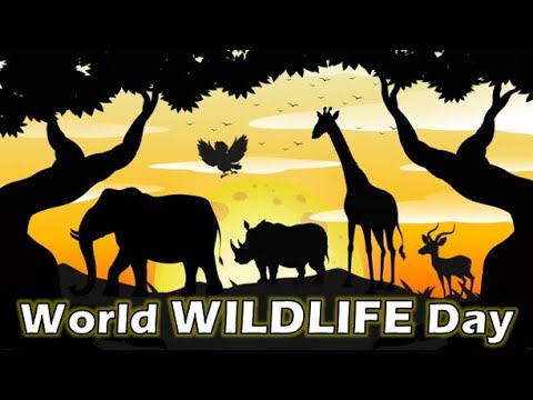 World Wildlife Day Quotes/World Wildlife Day Status |World Wildlife Day  2021/March 3|Wildlife Status - YouTube