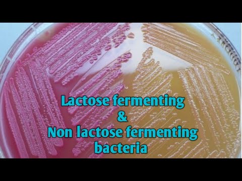 वीडियो: लैक्टोज किण्वन बैक्टीरिया क्या है?