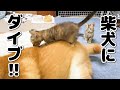 子猫と柴犬ご対面数回目で柴犬の背中にダイブする子猫！