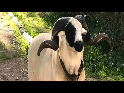 إبن الكوبرا سوف يحتل البطولة