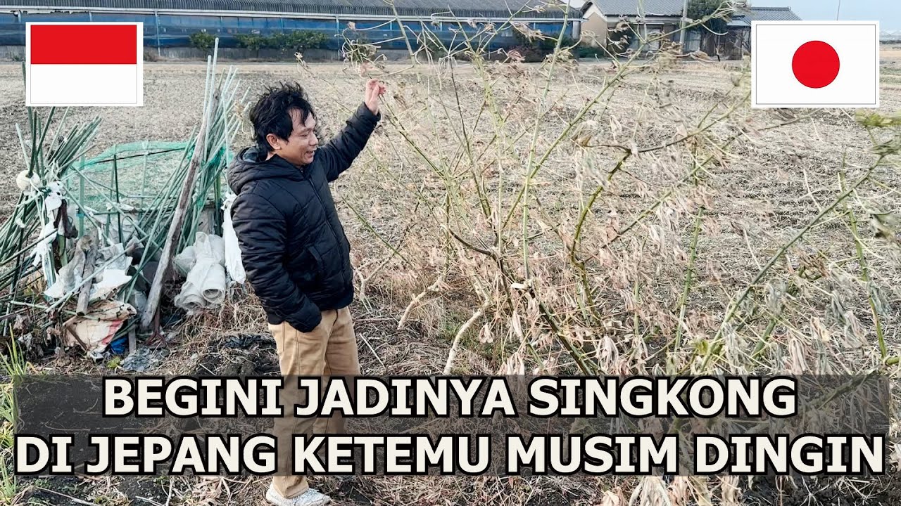 SINGKONG DI LADANG MERTUA  BERUBAH DRASTIS