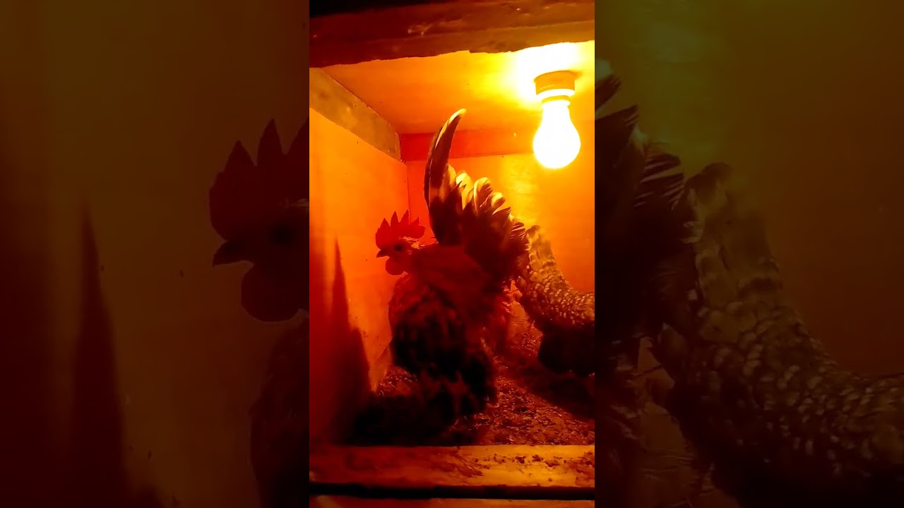 my Serama 2024 breeder 