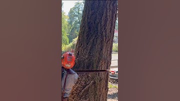 HARD LEANER #treecutting #treefelling #husqvarna #572 #logger #chainsaws #faller #bbr #bekind