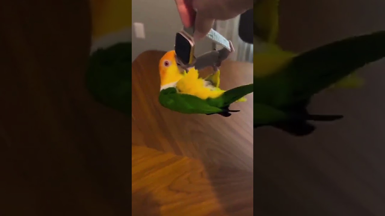 Parrot Playing with Apple Watch in Beak