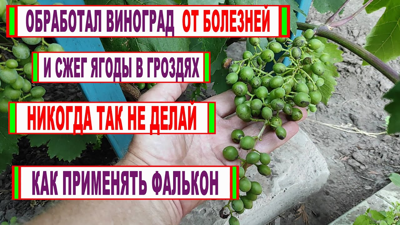 🍇 Опрыскал виноград и СЖЕГ ВСЕ ЯГОДЫ! Даже не думай так обрабатывать. Фалькон. Какая концентрация?