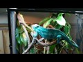 Tchaikovsky the Male NosyFaly Panther Chameleon chasing his female, Rosy, in a mating dance