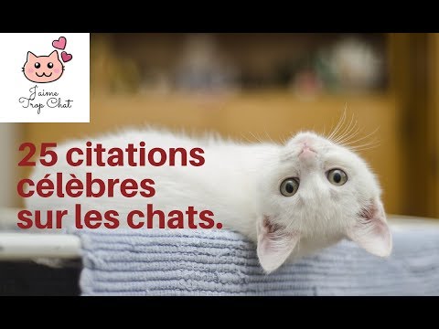 Vidéo: Quelles Sont Les Citations Les Plus Populaires Sur Les Chats