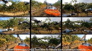 Autonomous grape harvesting with dual arm robot