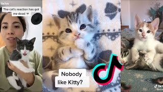 Best Of TikTok Cats | TikTok Cat Compilation by Cat Purrfections 244 views 3 years ago 4 minutes, 7 seconds