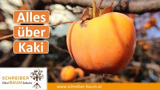 : Kaki Anbau von Profis lernen - Schnitt, Sorten, Unterlagen im intensivsten Anbaugebiet der Welt