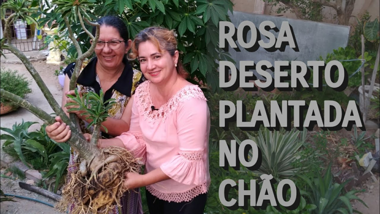 TIRANDO ROSA DO DESERTO DO CHÃO, VEJA O RESULTADO - thptnganamst.edu.vn