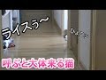 猫が一階にいる時に二階から呼ぶと・・・?