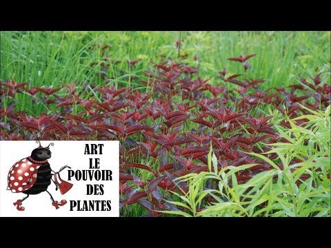 Vidéo: Plantes De Bordure (68 Photos): Fleurs Et Arbustes Annuels à Croissance Basse, Chrysanthèmes Et Tulipes, Fleurs Jaunes Et Blanches, Plantation De Roses