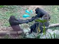 Gorilla Riki and Momoka are possessive about the baby Sumomo | Gorilla Haoko Family