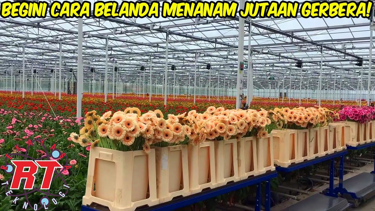 PROSES MODERN MENANAM BUNGA GERBERA DI BELANDA | DARI GREENHOUSE KE TOKO BUNGA DUNIA!