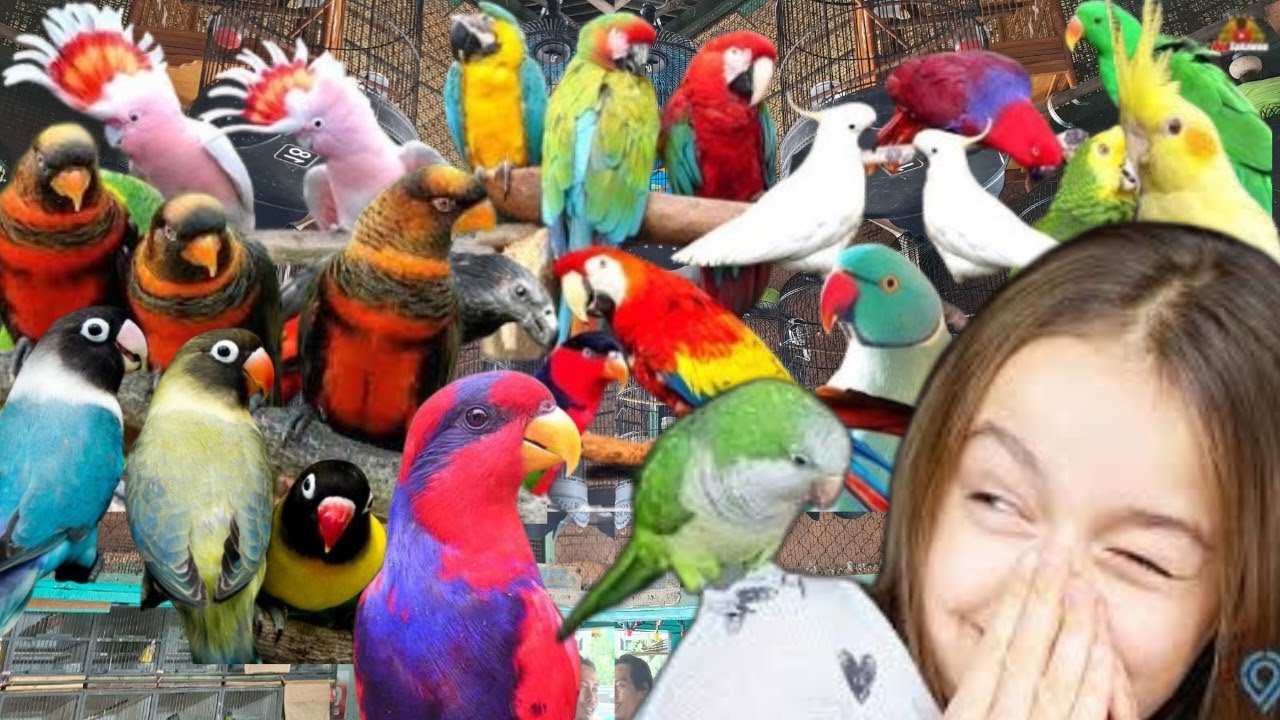 UPDATE "RATUSAN JENIS BURUNG PARUH BENGKOK" YANG POPULER DI INDONESIA BERIKUT HARGANYA