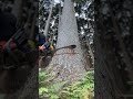 Lumberjack skunk 伐倒