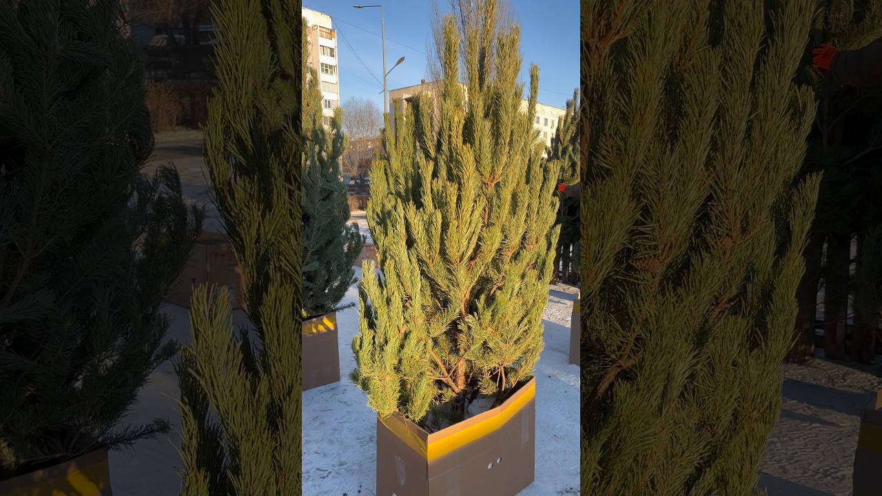 10 декабря 2025 г. Ёлки 🌲 по 7000 тенге