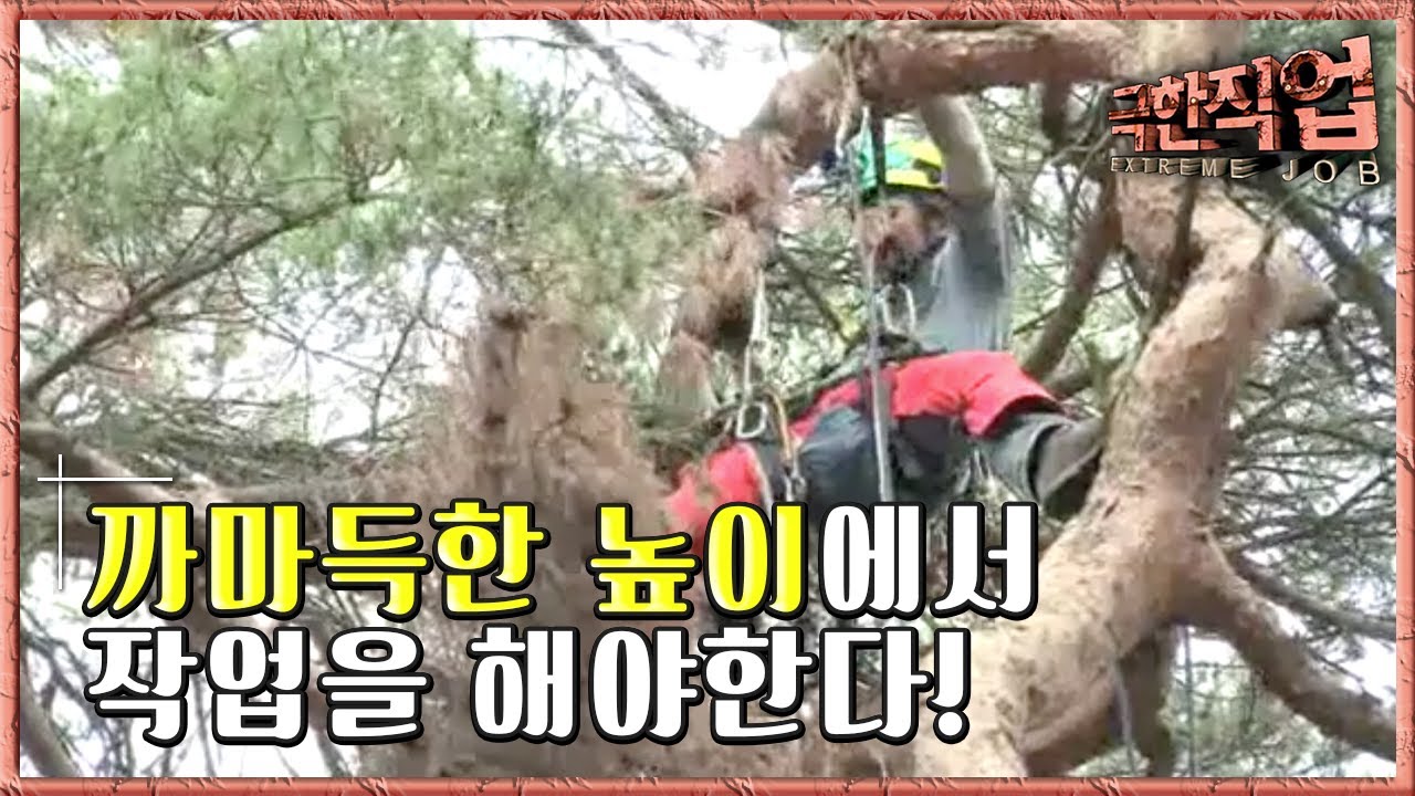 극한직업 - Extreme JOB_수목관리전문가, 아보리스트 2부_#002