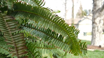 Panasonic DMC-G7K 4K Video Test