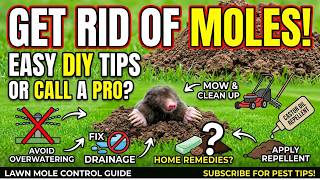 Top 5 Mole Control DIY Tips