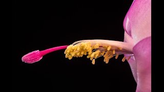 CREATIVE MACRO PHOTOGRAPHY TUTORIAL - Indoor Winter Photography With Christmas Cactus Flower screenshot 2