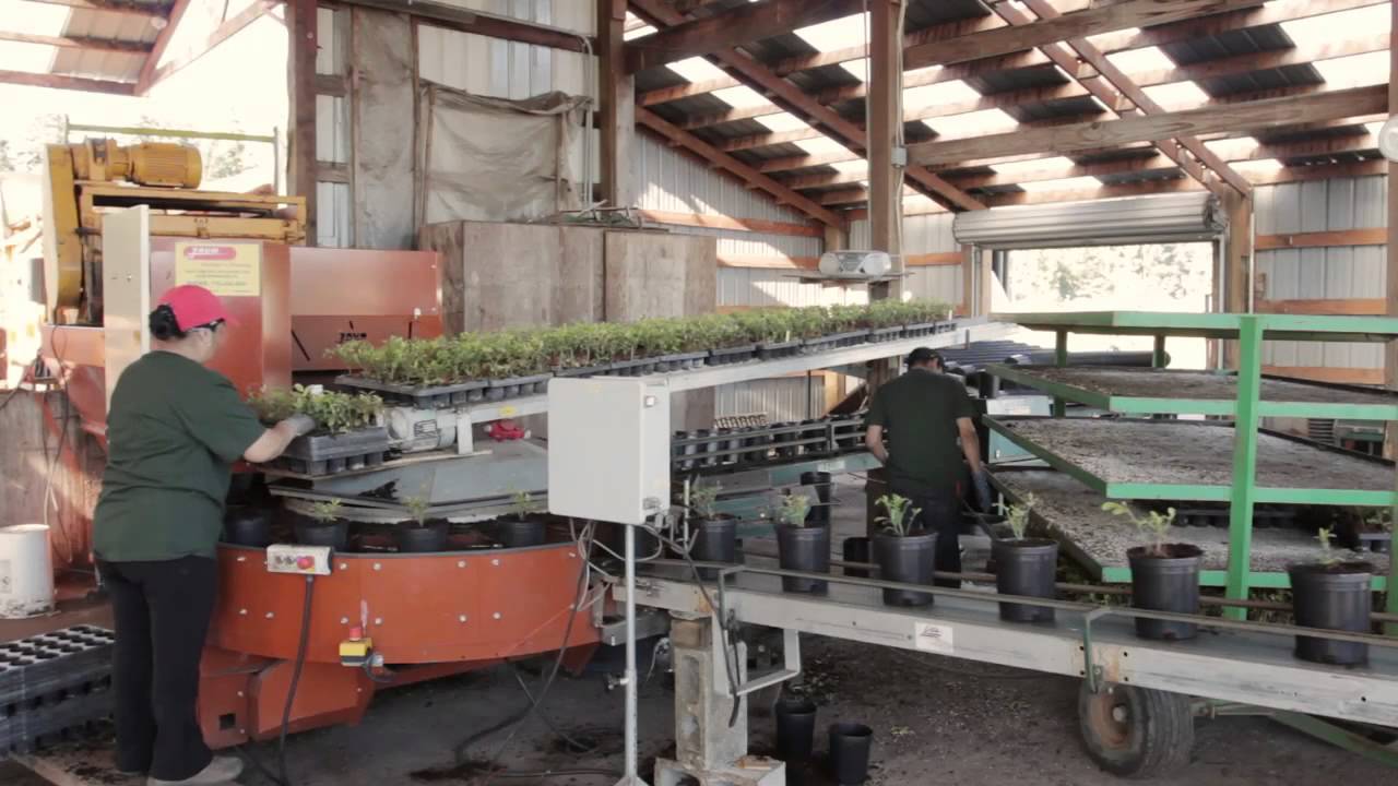 Midas Nursery Solutions:  To Help You Prosper!