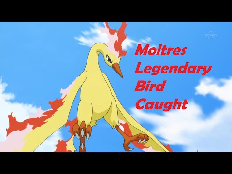 Moltres Caught Legendary Bird Roblox Project Pokemon Youtube - roblox project pokemon route 1 birds view