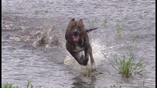 Pit Bull Jake Tears Up Rain Pond - No Mercy! Miami Beach, 2019