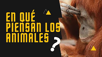 ¿Qué animal piensa más como los humanos?