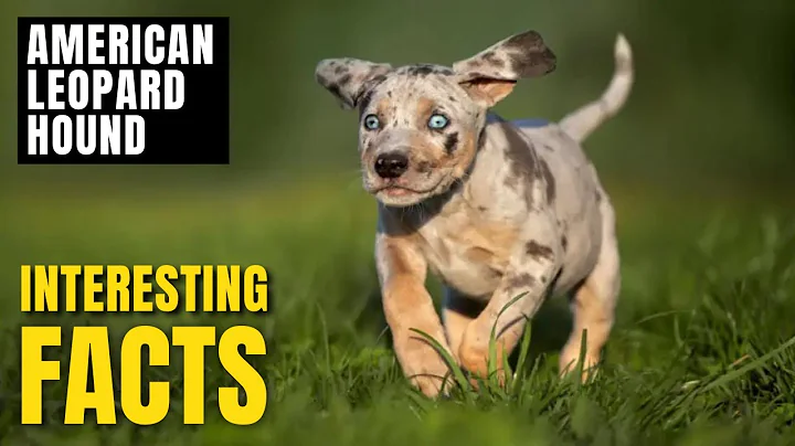Amazing facts of American Leopard Hound | Interesting Facts | The Beast World
